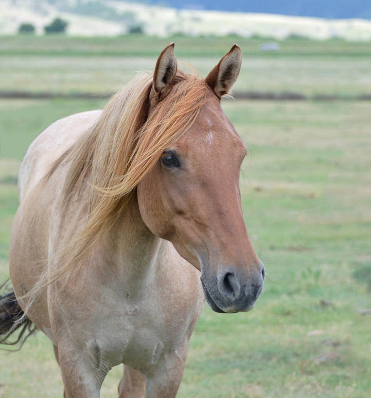 无人,竖图,室外,白天,马,野生动物,美国,红色,动物,运输,摄影,牲畜,肖像,彩图