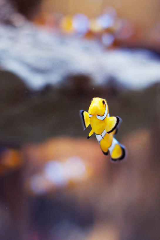 无人,竖图,室外,白天,水下,南非,珊瑚,首都,鱼类,水族馆,黄色,摄影,海葵鱼,开普敦,西开普省,岩石,彩图