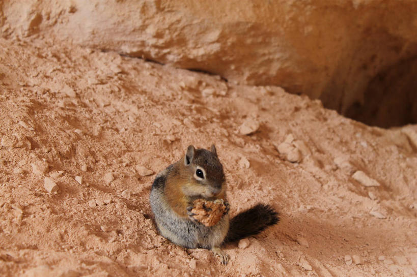 无人,吃,横图,室外,特写,白天,野生动物,美国,泥土,松鼠,摄影,胡桃,花栗鼠,犹他,布莱斯峡谷国家公园,彩图