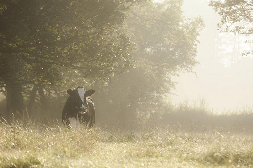 无人,横图,室外,雾,英国,黎明,草,树,自然,家畜,摄影,早晨,母牛,彩图,家牛