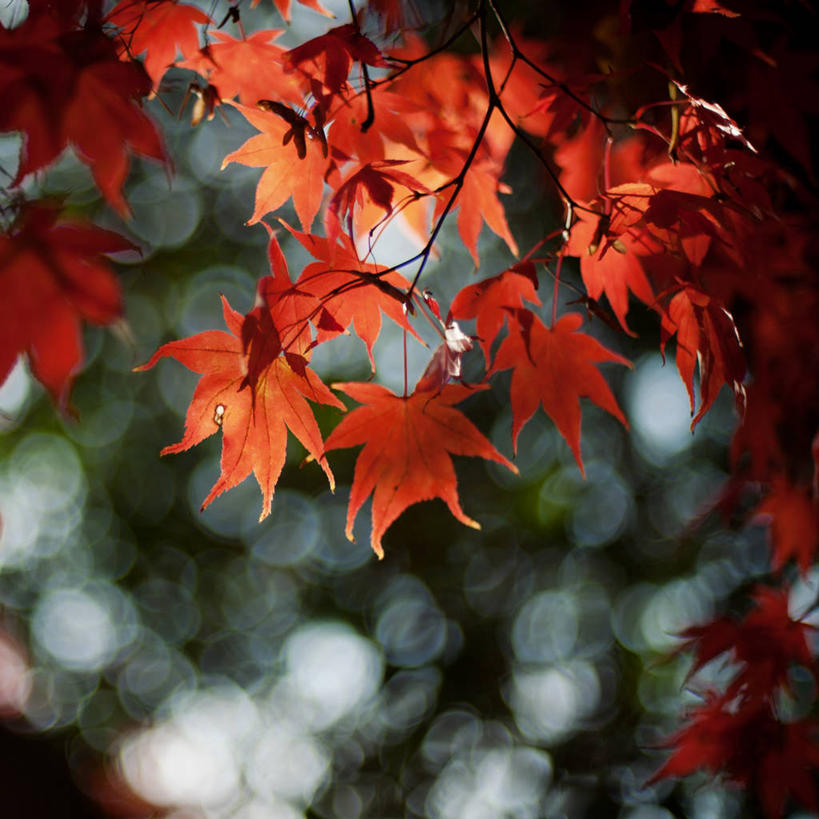 无人,方图,室外,白天,枫树,叶子,美国,茎,树,红色,自然,摄影,脆弱,散焦,彩图