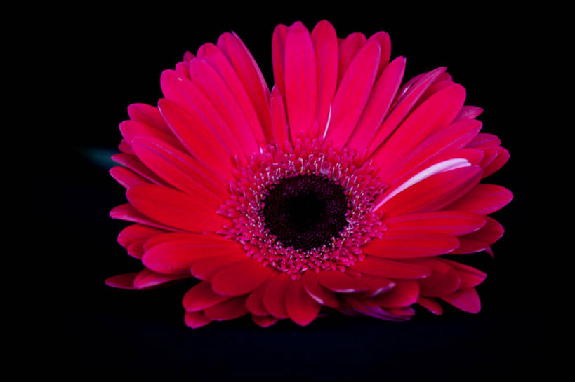 无人,横图,特写,澳大利亚,黑色背景,盛开,花蕾,花,花瓣,花朵,鲜花,一朵,红色,花苞,花蕊,摄影,脆弱,清新,矮牵牛花,南澳大利亚,彩图,影棚拍摄