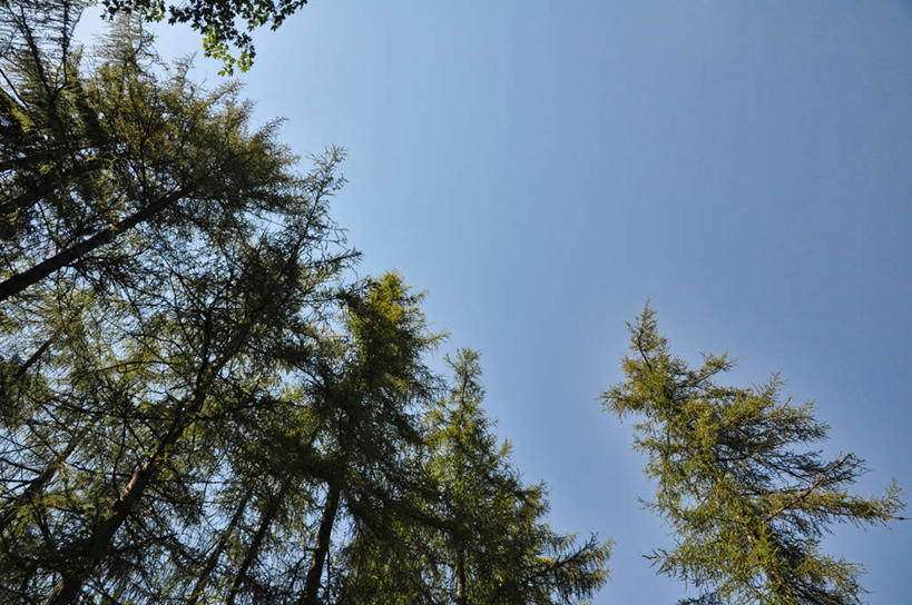 无人,横图,室外,白天,仰视,意大利,树,蓝色,绿色,自然,摄影,生长,树梢,万里无云,彩图,低角度拍摄