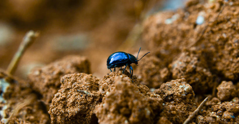 无人,横图,室外,特写,白天,野生动物,印度,小的,昆虫,泥土,自然,摄影,泥,彩图