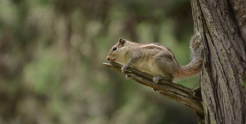 无人,横图,室外,白天,野生动物,印度,枝,松鼠,摄影,彩图