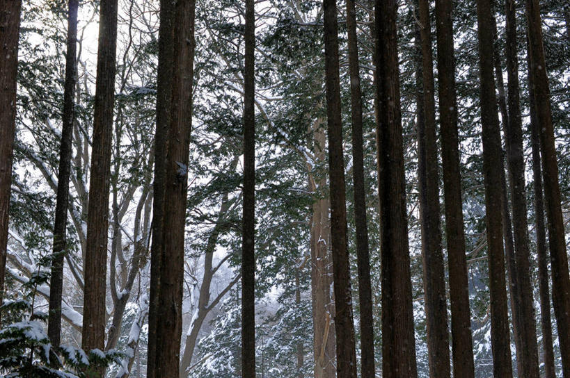 无人,横图,室外,白天,树林,松树,北海道,日本,亚洲,雪松,树,树干,自然,摄影,宁静,杉树,坚定,东亚,札幌,日本国,北海道地方,北海道岛,长寿,县厅,贞洁,柳杉,彩图,孔雀松,木沙椤树,札幌市
