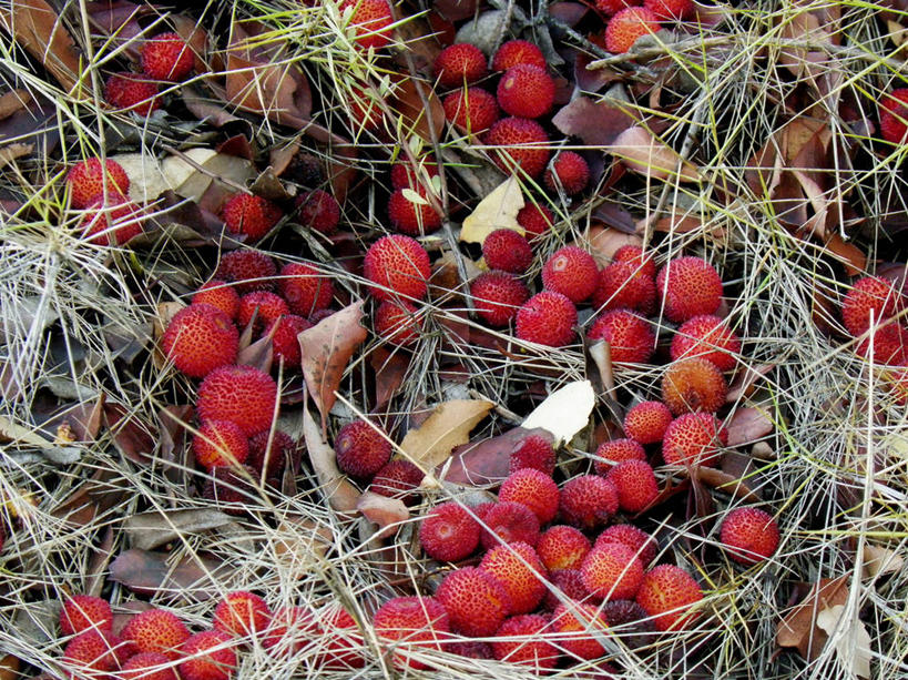 无人,横图,俯视,室外,白天,水果,西班牙,许多,很多,饮食,摄影,清新,健康食物,塔拉戈纳省,彩图,高角度拍摄