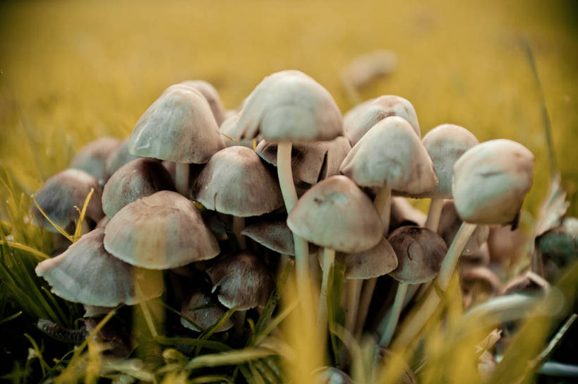 无人,横图,室外,白天,英国,蘑菇,自然,摄影,生长,改变,安特里姆郡,秋天,彩图