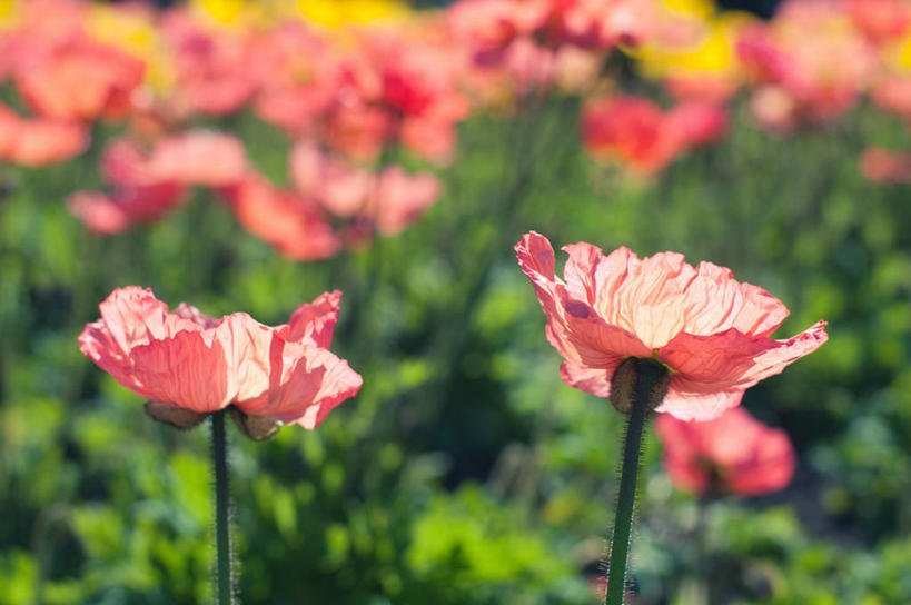 无人,横图,室外,白天,新西兰,田地,茎,花,花瓣,自然,摄影,生长,园林,脆弱,清新,马尔堡,彩图