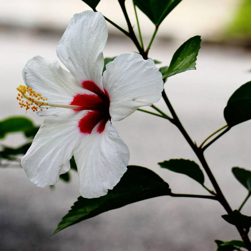 无人,方图,室外,特写,白天,美景,叶子,马来西亚,景观,茎,木槿,木槿花,美丽,花瓣,白色,自然,景色,摄影,脆弱,坚韧,清新,自然风光,永恒,质朴,无穷花,彩图,柔佛