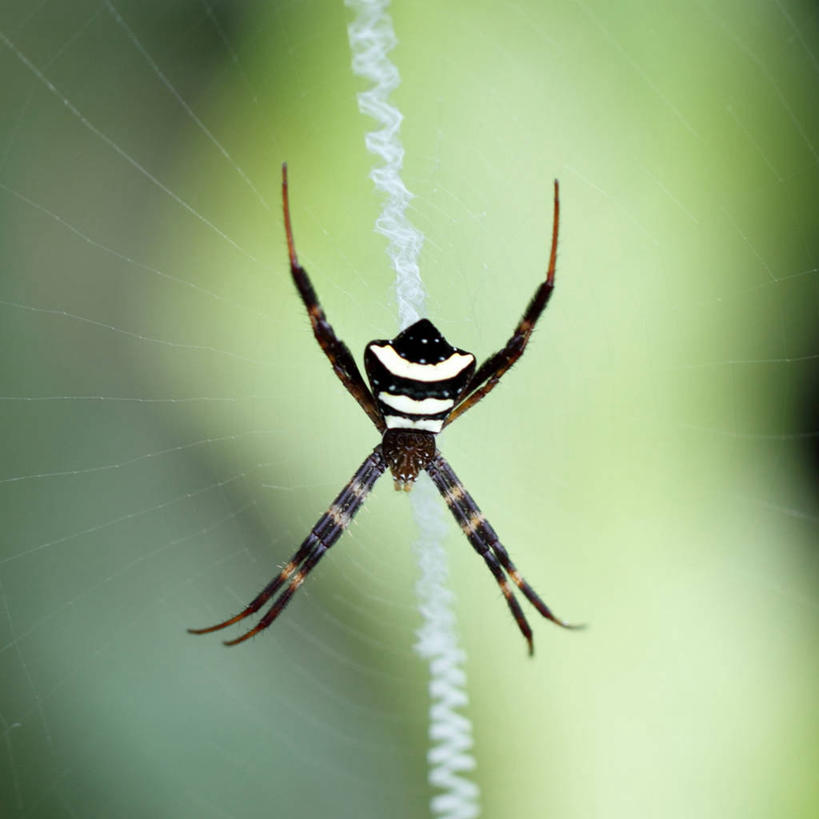 无人,方图,室外,特写,白天,野生动物,印度尼西亚,昆虫,蜘蛛,蜘蛛网,摄影,彩图,巴厘