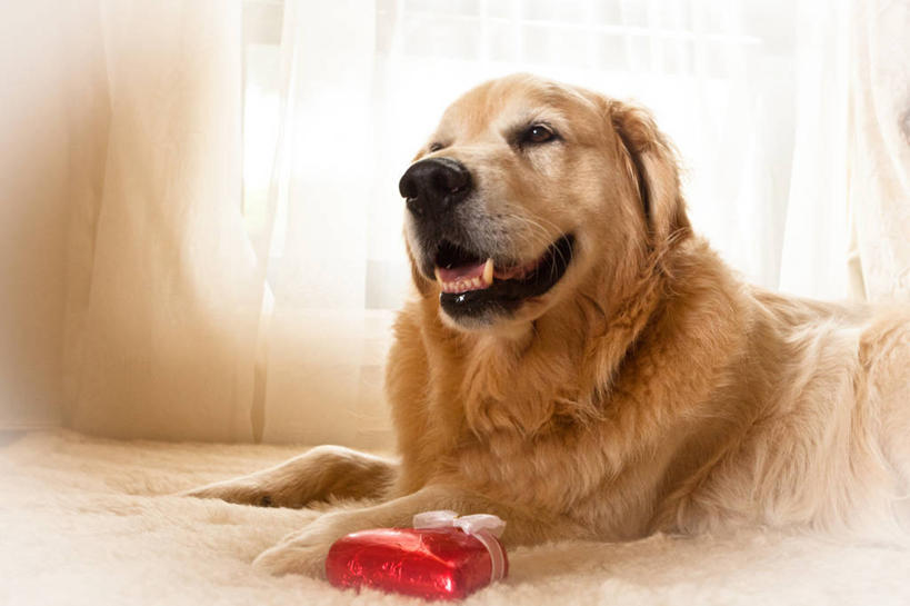 无人,坐,横图,室内,窗帘,床,卧室,宠物,狗,澳大利亚,家畜,摄影,寻回犬,金毛寻回犬,彩图,纯种犬