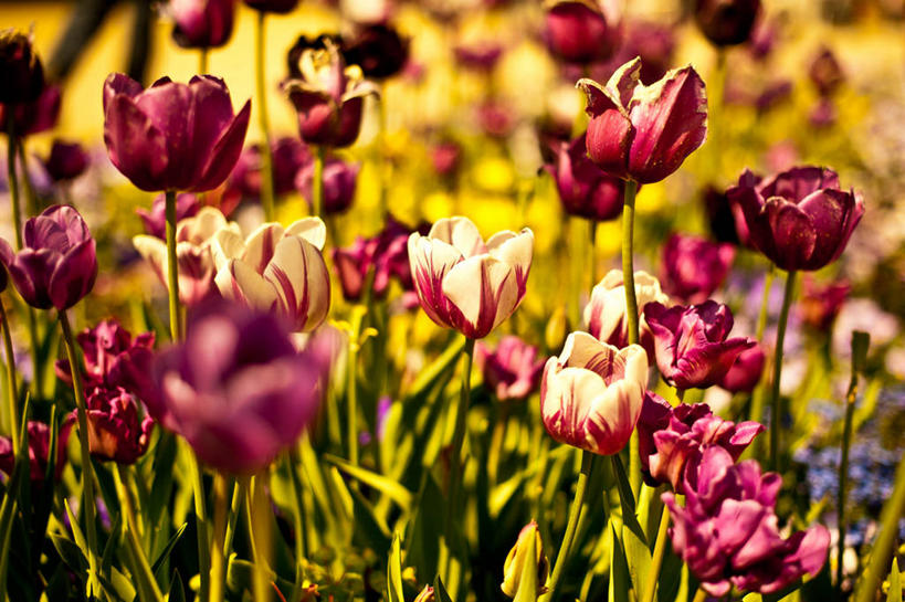 无人,横图,室外,白天,郁金香,德国,丰富,田地,花,粉色,自然,摄影,生长,脆弱,清新,科布伦茨,彩图