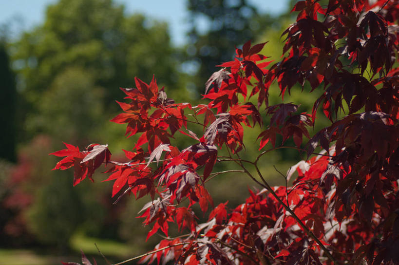 无人,横图,室外,白天,叶子,日光,英国,欧洲,枝,英格兰,树,红色,自然,夏天,摄影,生长,灌木,西欧,大不列颠,大不列颠及北爱尔兰联合王国,大不列颠及爱尔兰联合王国,萨塞克斯,萨塞克斯郡,苏塞克斯,东萨塞克斯郡,彩图,大不列颠王国,大英帝国,联合王国,日不落帝国