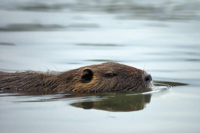 游泳,无人,横图,室外,白天,水下,河流,野生动物,法国,摄影,海狸鼠,彩图