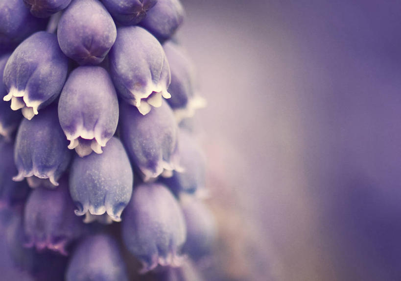 无人,横图,室外,白天,美国,花,花瓣,紫色,摄影,脆弱,清新,新泽西,葡萄风信子,彩图