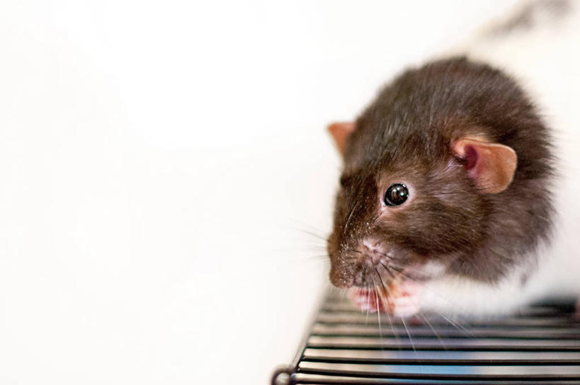 无人,吃,横图,室内,特写,宠物,老鼠,美国,笼子,摄影,部分,北美,北美洲,美洲,佛罗里达,奥兰多,佛罗里达州,佛州,阳光州,北亚美利加洲,亚美利加洲,彩图,美利坚合众国