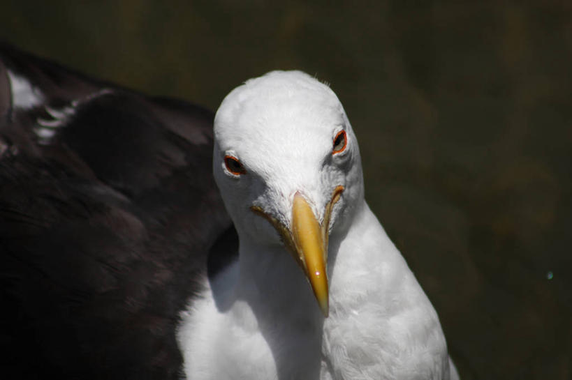 无人,横图,室外,特写,白天,海鸥,野生动物,巴西,鸟类,摄影,肖像,彩图