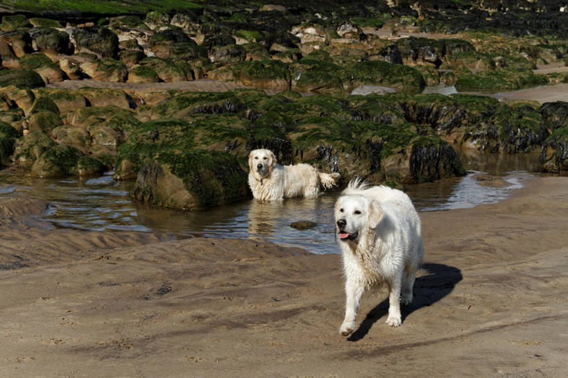 游泳,无人,站,横图,室外,白天,宠物,狗,英国,英格兰,动物,两只,家畜,摄影,金毛寻回犬,北约克郡,海滩,彩图