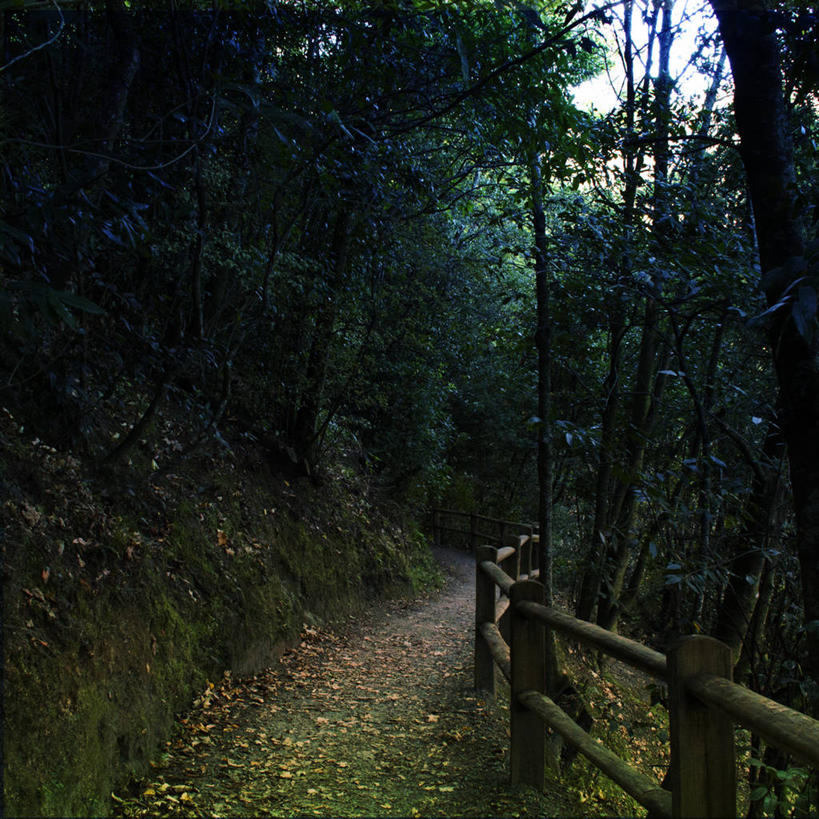 无人,方图,室外,白天,森林,树林,叶子,日光,新西兰,篱笆,凌乱,树,自然,摄影,保护,宁静,尼尔森,彩图,单行道