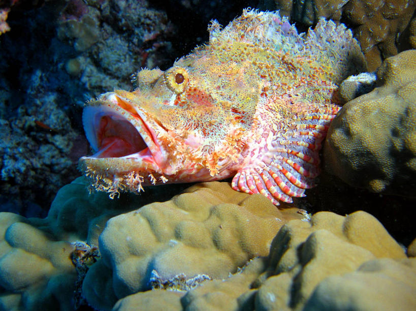 无人,横图,特写,水下,海洋,埃及,珊瑚,鱼类,自然,摄影,鲉,中东,岩石,彩图