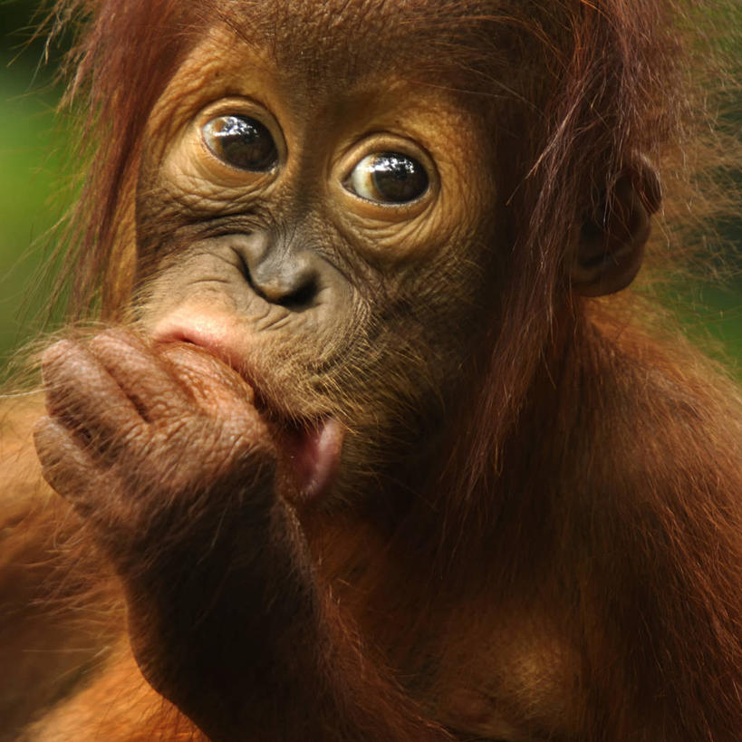 无人,方图,室外,特写,白天,野生动物,新加坡,咬,褐色,动物,吸,摄影,咬着,猿,苏门答腊猩猩,吮,彩图