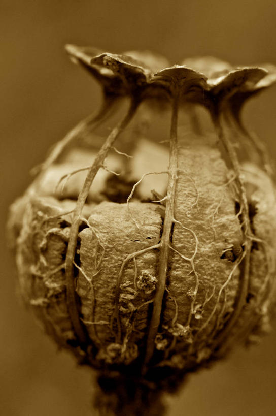 无人,竖图,室外,白天,美国,种子,拿着,自然,干花,摄影,改变,干的,缅因州,结束,式样,彩图