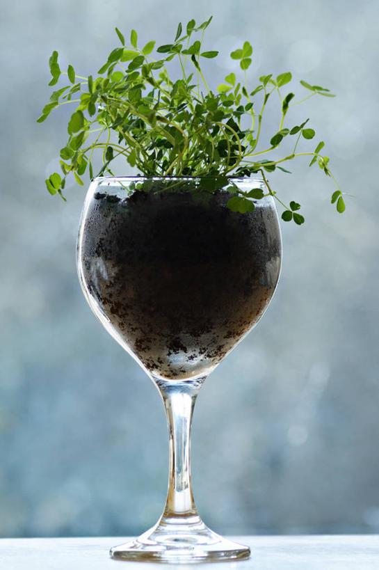 无人,竖图,室内,特写,白天,水,爱尔兰,反射,三叶草,摄影,巨大,庞大,生长,脆弱,葡萄酒杯,清新,宏大,硕大,伟大,蒂珀雷里郡,想法,彩图