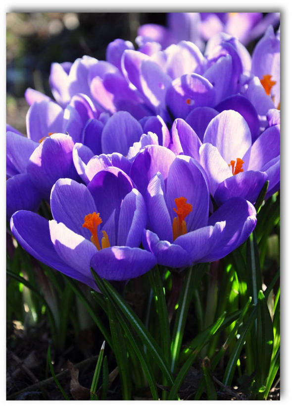 无人,竖图,俯视,室外,白天,快乐,美景,荷兰,许多,景观,很多,藏红花,花,花瓣,自然,春天,景色,摄影,生长,保护,番红花,脆弱,雄蕊,清新,自然风光,西红花,格罗宁根,彩图,高角度拍摄