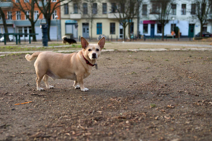 无人,横图,室外,白天,宠物,狗,德国,小的,首都,柏林,树,家畜,摄影,肖像,彩图,宠物项圈