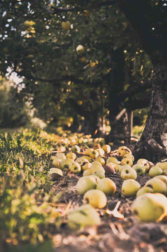 无人,果园,竖图,室外,白天,农业,苹果,美国,丰富,饮食,草,树,自然,摄影,清新,苹果树,密苏里,彩图
