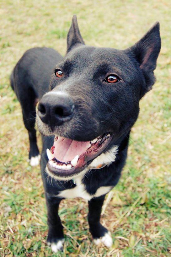 无人,站,竖图,室外,特写,白天,宠物,狗,美国,草,张嘴,家畜,摄影,张大嘴巴,张开嘴,彩图