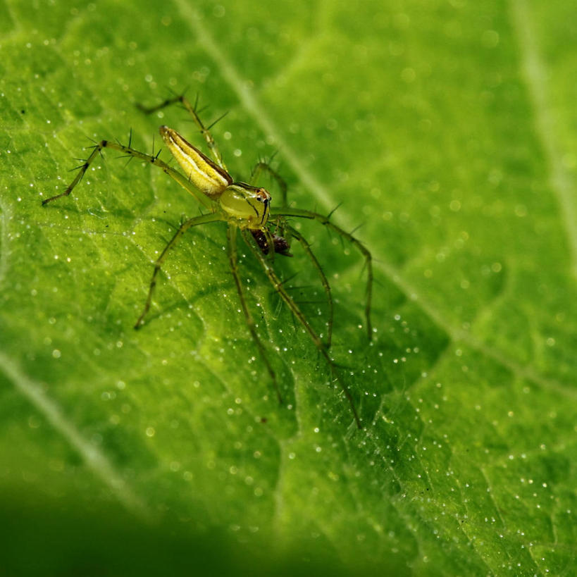 无人,吃,方图,室外,特写,白天,野生动物,马来西亚,小的,昆虫,蜘蛛,黄色,自然,摄影,彩图,柔佛