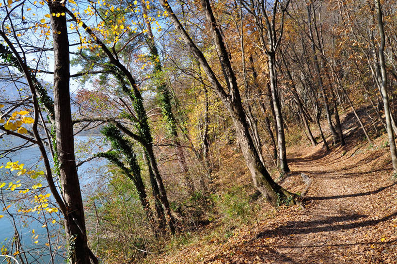 无人,横图,室外,白天,湖,森林,日光,瑞士,小路,树,树干,自然,摄影,宁静,干的,卢加诺湖,彩图