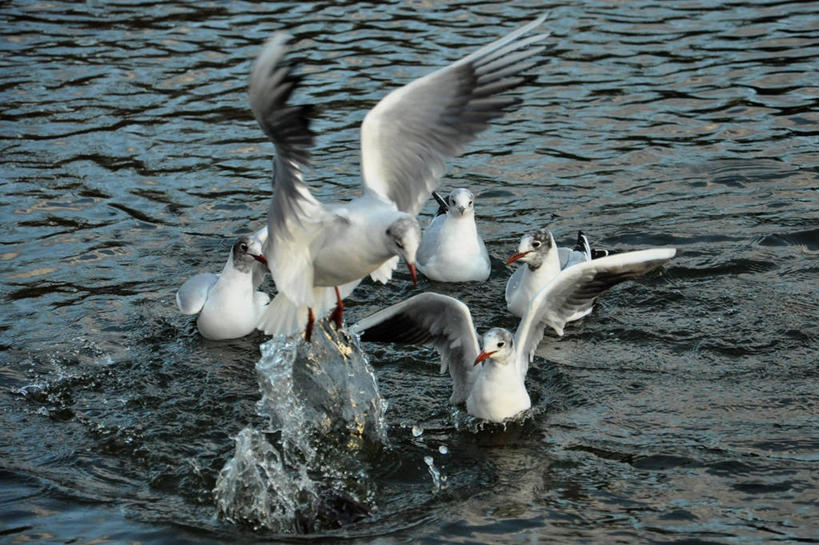 游泳,无人,公园,横图,室外,白天,水,海鸟,海鸥,野生动物,英国,溅,鸟类,首都,半空,摄影,五只,拍打,圣詹姆斯公园,死水,彩图