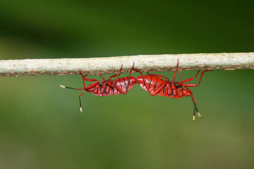 无人,横图,室外,特写,白天,野生动物,印度,昆虫,茎,红色,动物,两只,摄影,颠倒,交配,害虫,蝽,泰米尔纳德邦,蝽象,金奈,红蝽,彩图,动物行为,二点星红蝽,离斑棉红蝽,棉二点红蝽
