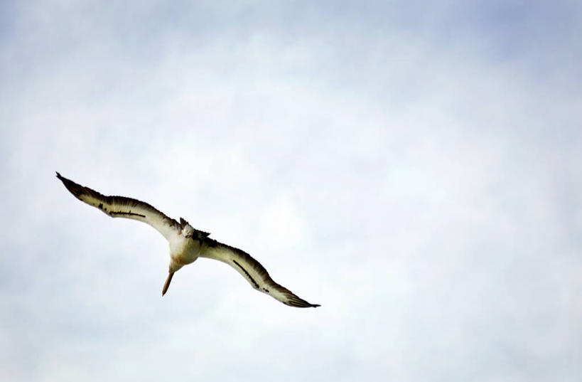 无人,横图,室外,白天,仰视,野生动物,澳大利亚,鸟类,云,飞,天空,摄影,昆士兰州,布里斯班,澳洲鹈鹕,彩图,低角度拍摄