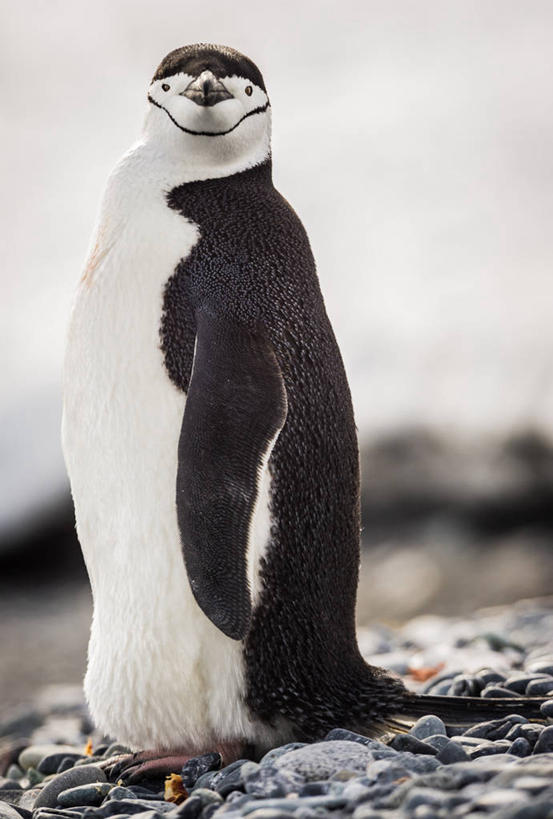 无人,站,竖图,室外,白天,企鹅,野生动物,动物,鹅卵石,可爱,摄影,活泼,帽带企鹅,南极洲,肖像,南设得兰群岛,胡须企鹅,颊带企鹅,半月岛,彩图