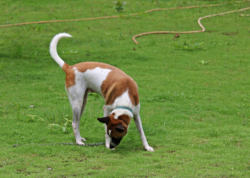 无人,横图,室外,白天,草坪,宠物,狗,印度,褐色,水管,草,白色,家畜,摄影,彩图