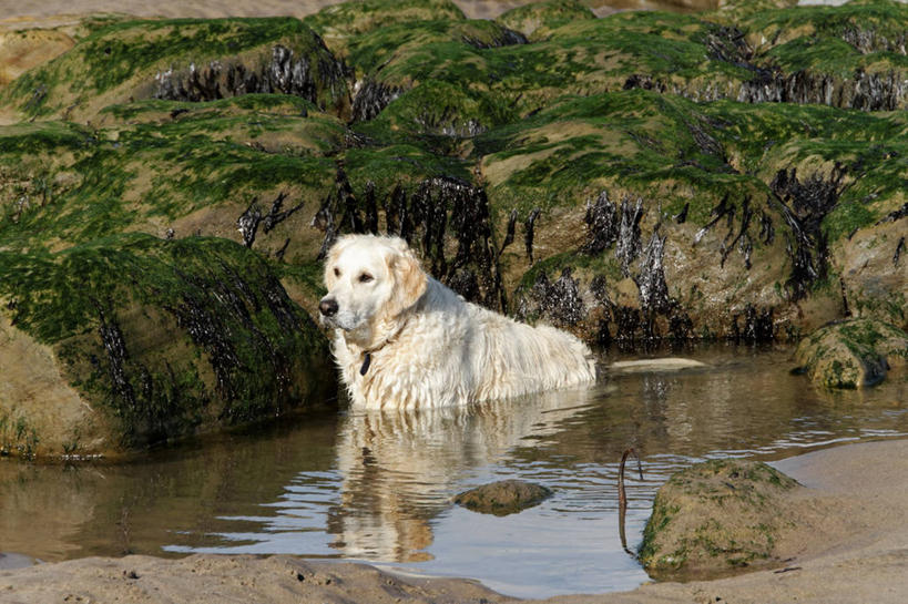 无人,横图,室外,白天,海洋,狗,英国,自然,家畜,摄影,金毛寻回犬,北约克郡,海滩,彩图