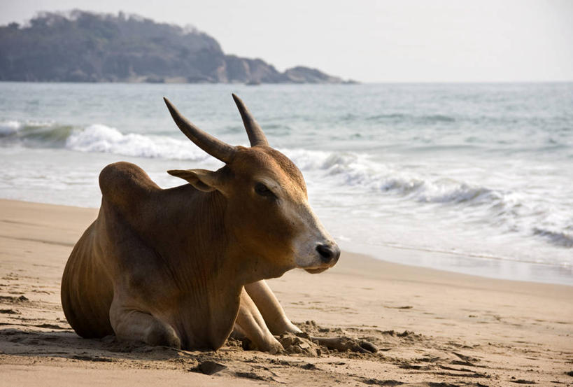 无人,横图,室外,白天,海洋,印度,沙子,波浪,家畜,放松,摄影,母牛,果阿,海滩,彩图,家牛