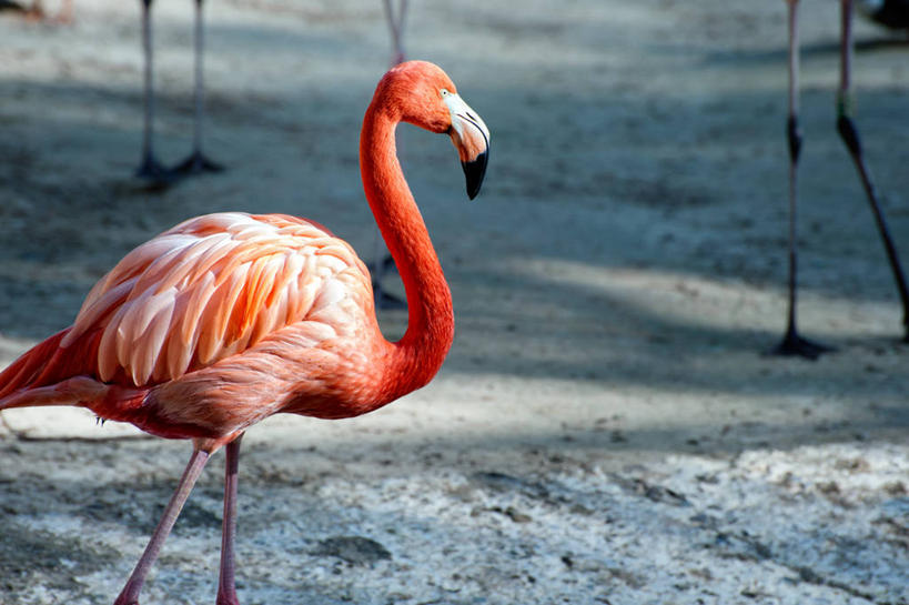 无人,横图,室外,白天,野生动物,西班牙,巴塞罗那,火烈鸟,鸟类,摄影,加泰隆尼亚,彩图