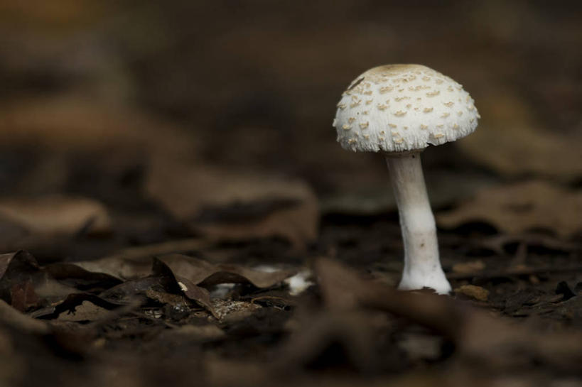 无人,横图,室外,特写,白天,叶子,哥斯达黎加,湿,泥土,蘑菇,白色,自然,摄影,生长,北美,北美洲,美洲,首府,北亚美利加洲,亚美利加洲,哥斯达黎加共和国,彩图,阿拉胡埃拉省,阿拉胡埃拉