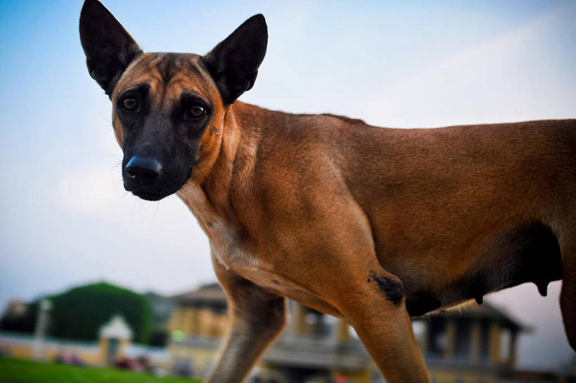 无人,横图,室外,特写,白天,街道,宠物,狗,柬埔寨,首都,天空,家畜,摄影,肖像,彩图,金边