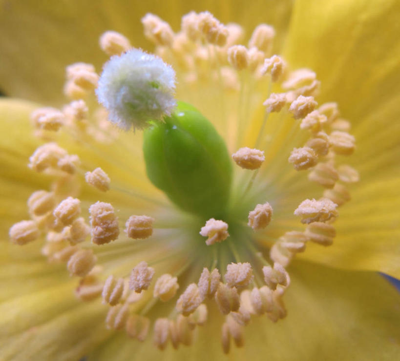 无人,横图,室外,特写,白天,英国,花,黄色,摄影,脆弱,雄蕊,开端,彩图