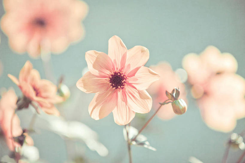 无人,横图,室外,特写,白天,日光,美国,盛开,茎,花蕾,花,花瓣,花朵,鲜花,粉色,天空,花苞,花蕊,摄影,脆弱,清新,加利福尼亚,彩图