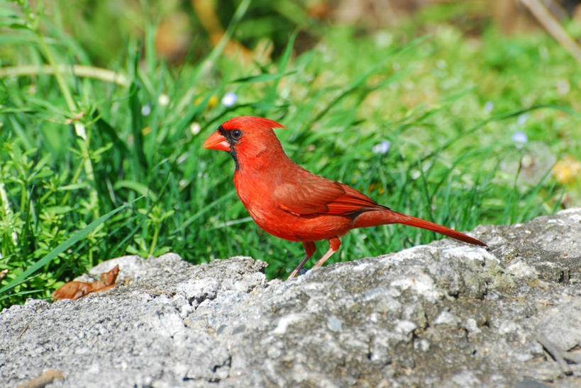 无人,横图,室外,特写,白天,侧面,鸟,野生动物,美国,鸟类,草,红色,摄影,北美,北美洲,美洲,红衣主教鸟,主红雀,北卡罗来纳州,北亚美利加洲,亚美利加洲,北卡罗来纳,焦油脚根之州,黑油鞋根之州,老北州,红衣主教蜡嘴鸟,主教鸟,岩石,彩图,北美红雀,美利坚合众国