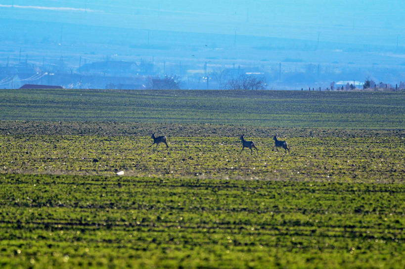 无人,跑,横图,室外,白天,鹿,野生动物,罗马尼亚,三只,地形,田地,天空,自然,动物,摄影,彩图