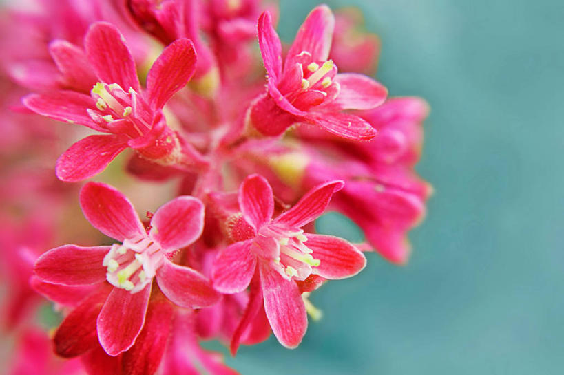 无人,横图,室外,特写,白天,英国,蓝色背景,花,花朵,粉色,自然,摄影,生长,脆弱,柴郡,彩图