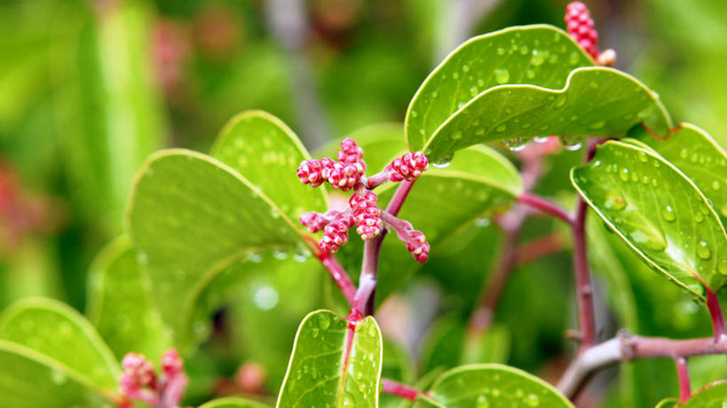 无人,横图,室外,特写,白天,美国,湿,水滴,粉色,绿色,自然,摄影,生长,宁静,亚利桑那,清新,塞多纳,彩图